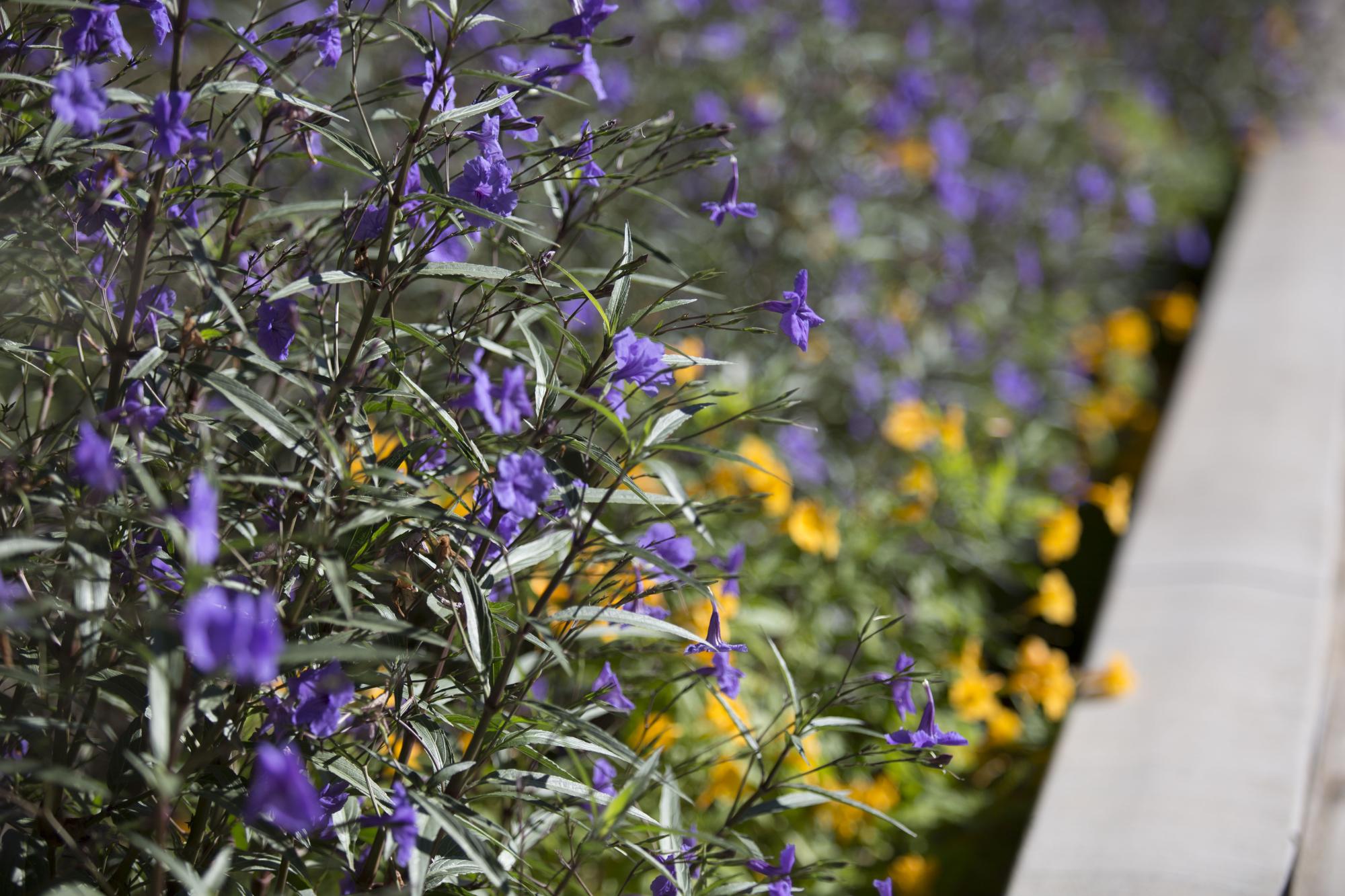 Close shot of wild flowers.